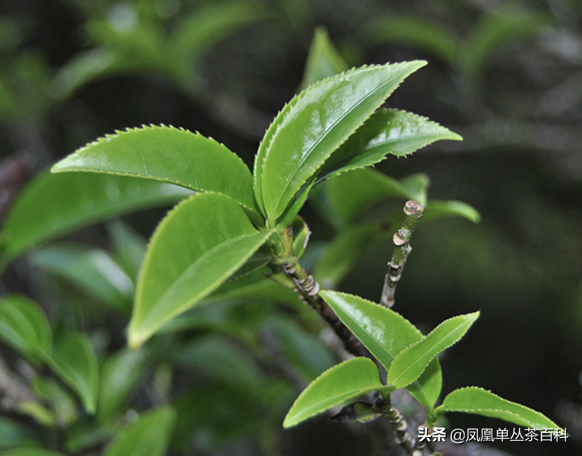 单枞的十大香型（单枞的十大香型有哪些）-第5张图片-科灵网