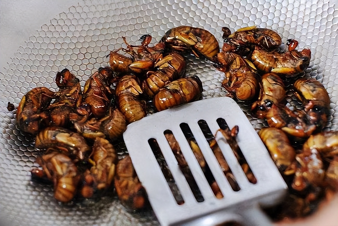 知了猴多少钱一斤(110元) - 价格百科