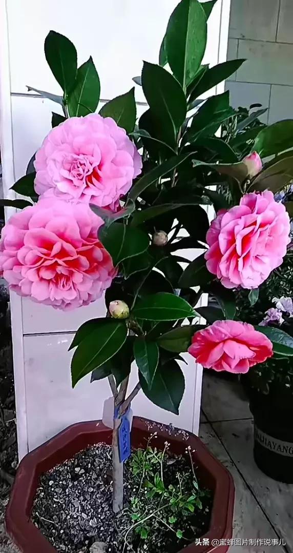 各种花卉植物，养在家里什么地方合适
