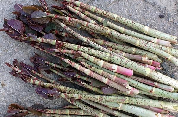 这100种野菜很常见，也很美味，可惜很多人不认识，白白错过美食