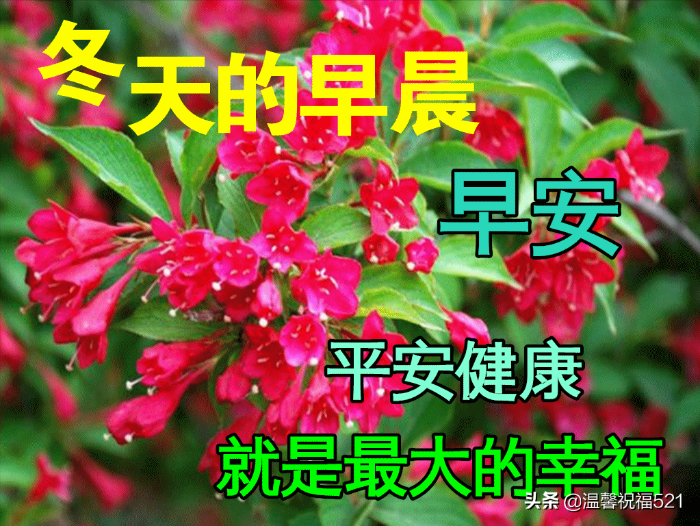 特别漂亮冬日风景早上好动态祝福图片鲜花带字 早安问候祝福图片