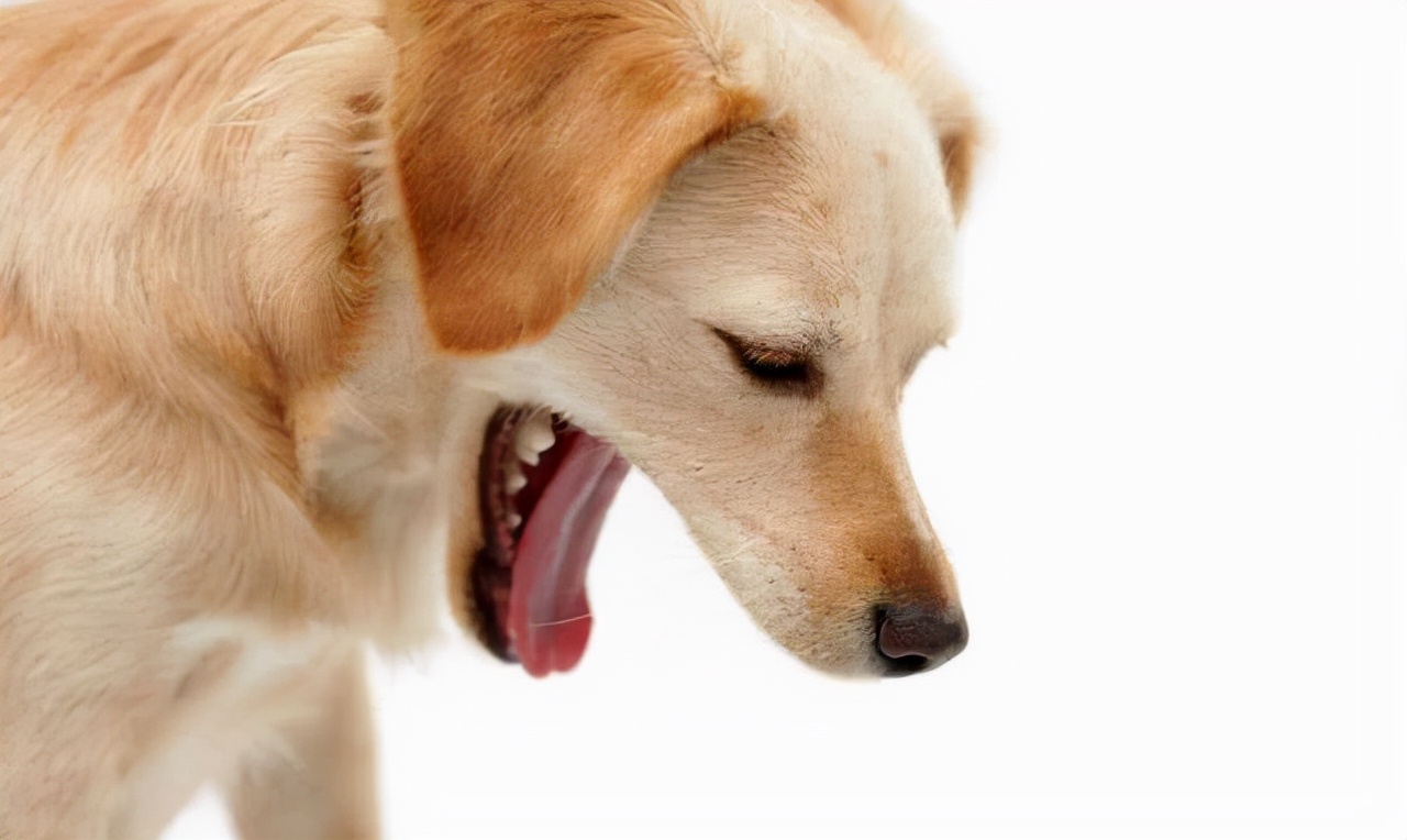 狗狗呕吐的5种情况，别错过救治期