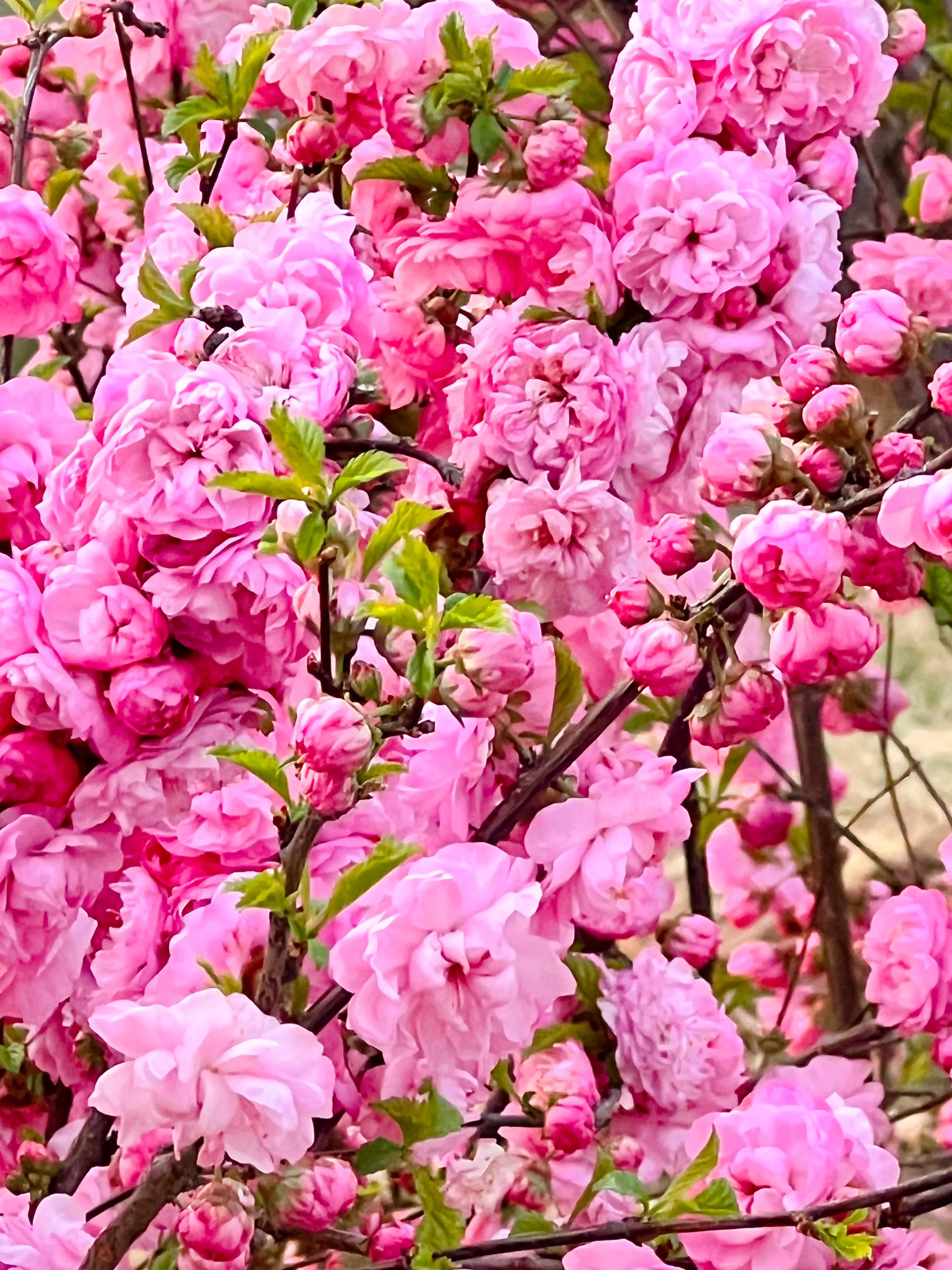 人间四月尽芳菲，繁花似锦芳草茵茵，花香四溢沁人心脾