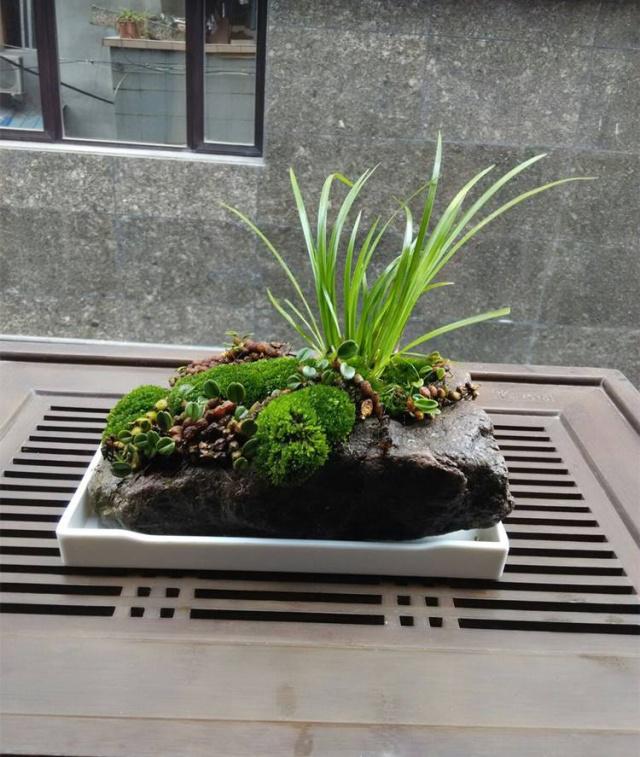 村子后山无人问津的"水草",被大爷做成山石盆景,价值堪比兰花