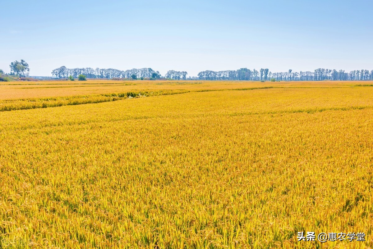 今年稻谷价格多少钱一斤？后期会上涨吗？2022下半年稻谷行情预测