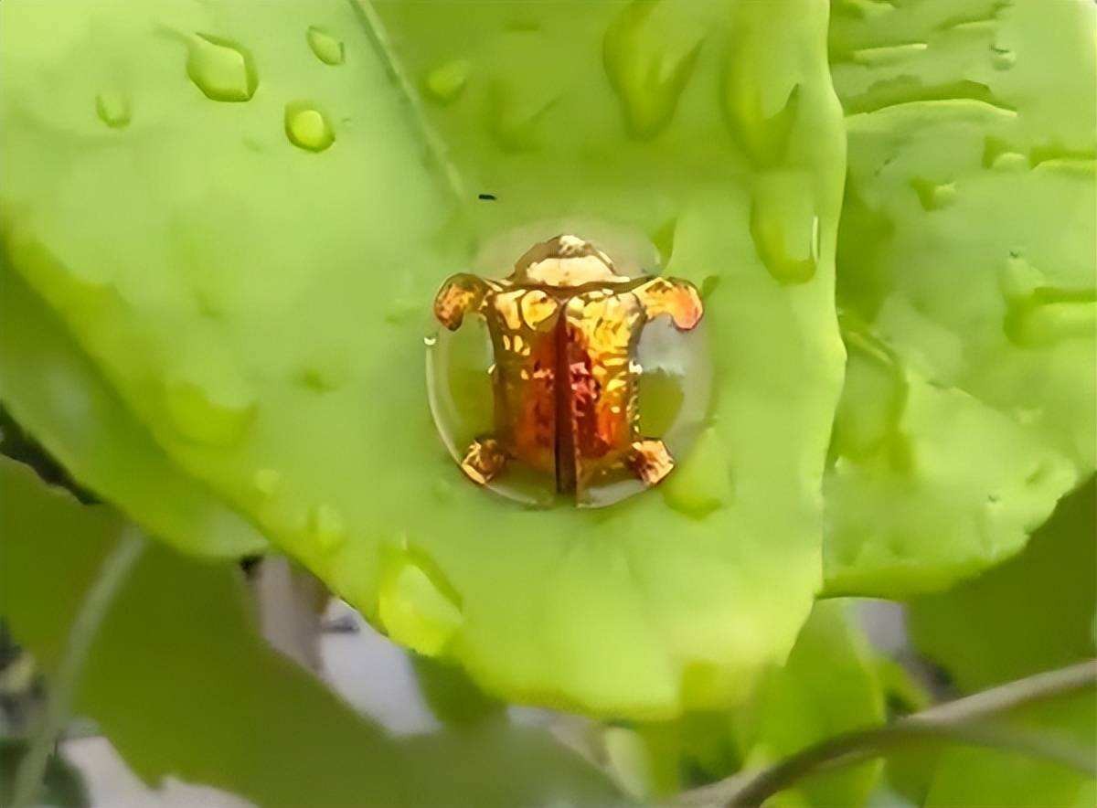 金色的虫子是什么虫子(金色的虫子是什么虫子有毒吗) - 盾灵网