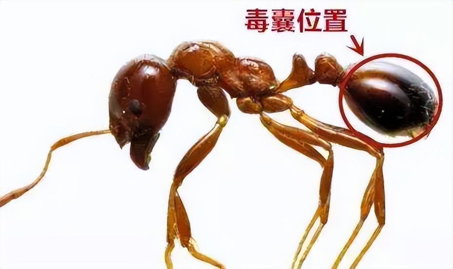 红火蚁在江西出现，看见它赶紧远离，及时报告