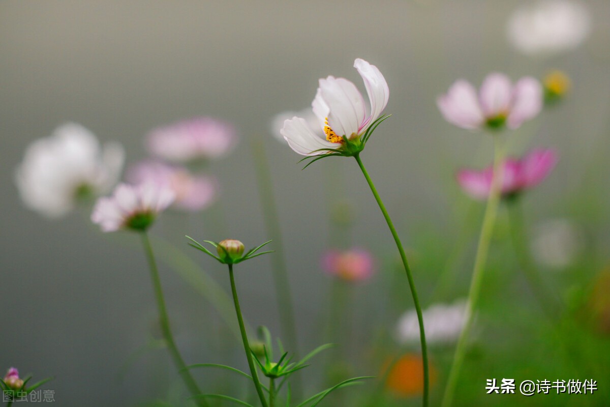 《与君初相识·恰似故人归》藏着的诗词，你肯定没发现