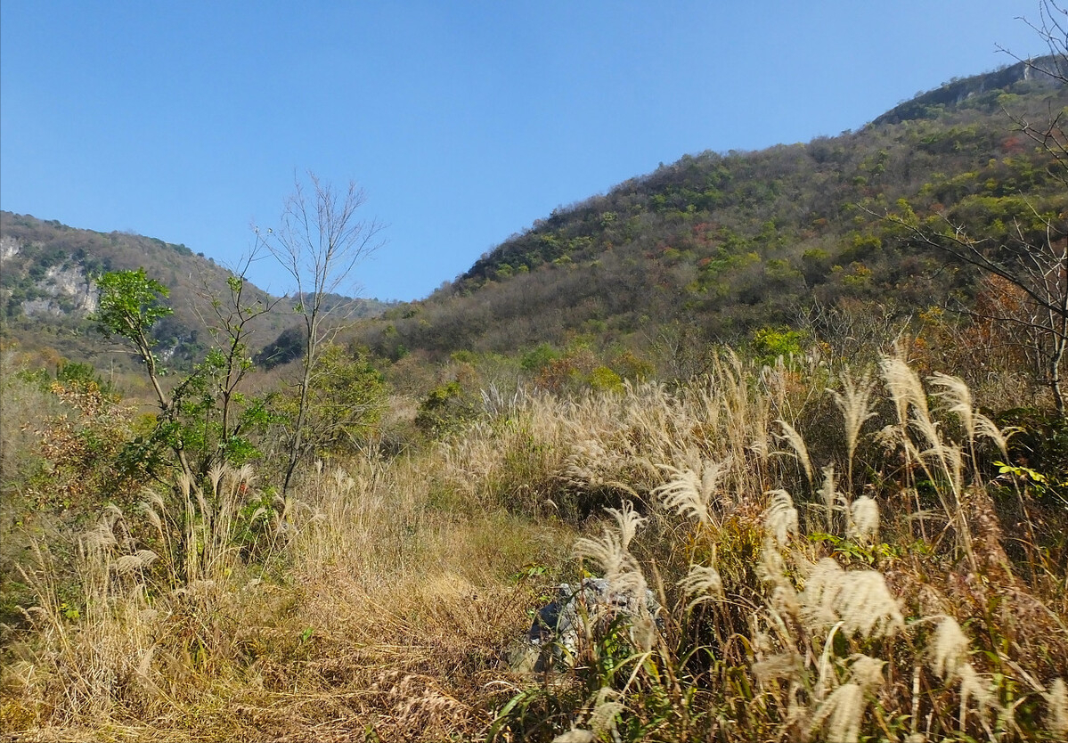 部分地区耕地“非粮化”严重，专家提出了4点想法，你怎么看？