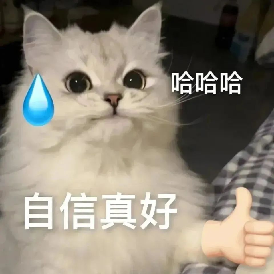 表情包：不可以人家是正经的小猫咪