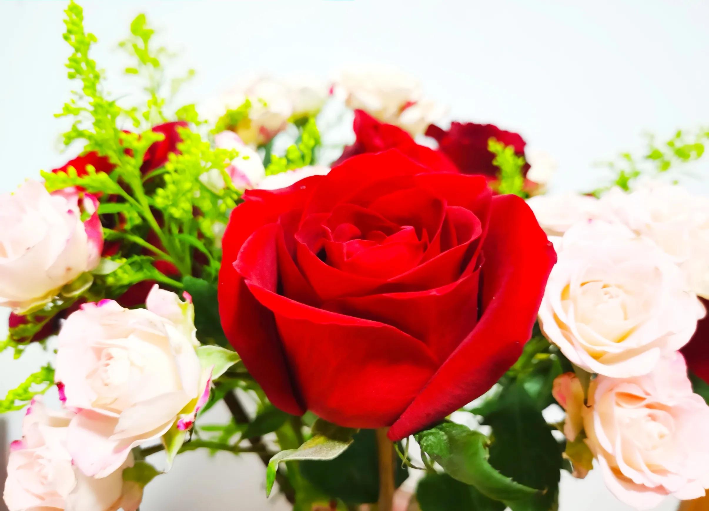 泡沫玫瑰花的唯美句子