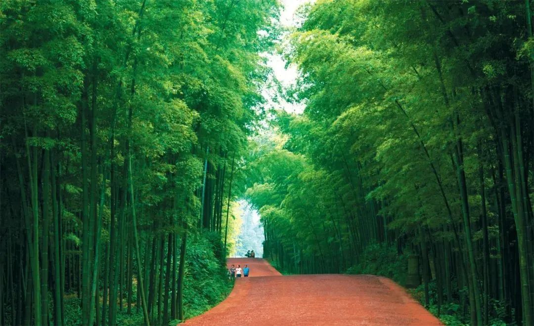 中国值得去的10大森林景点，自然风光爱好者打卡地，你去过几个？