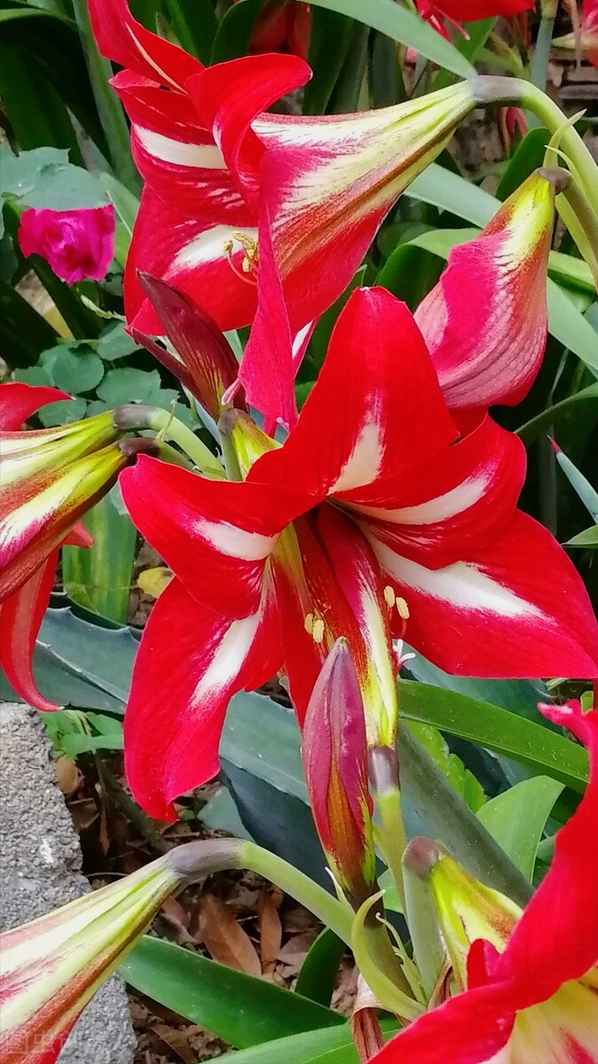 一花一世界，一路红花相伴，一生最美的相逢，一世最深的相思
