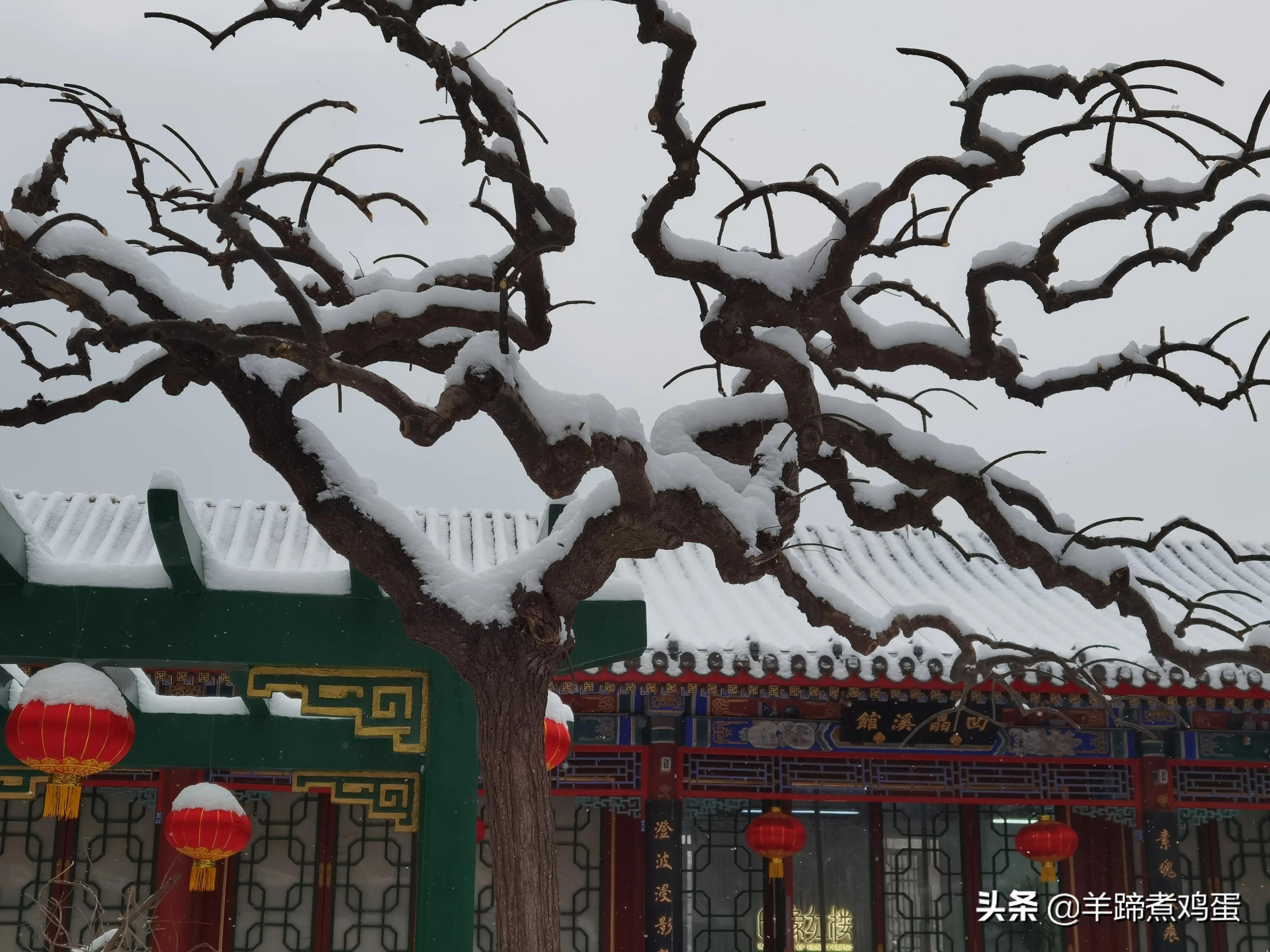 难览观园全画景雪覆腊梅一隅香——踏雪寻游北京大观园