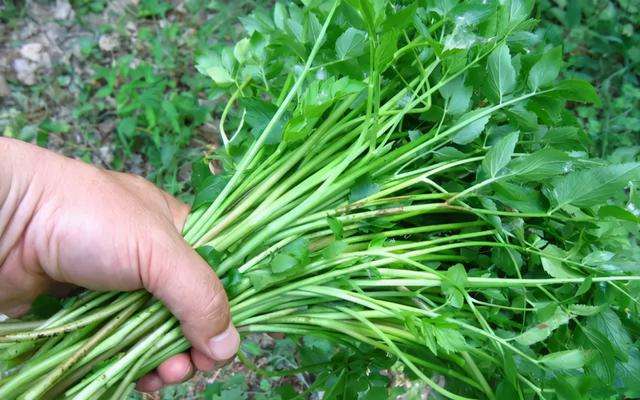 清明果是什么草做的（农村稻田常见的10种野菜）