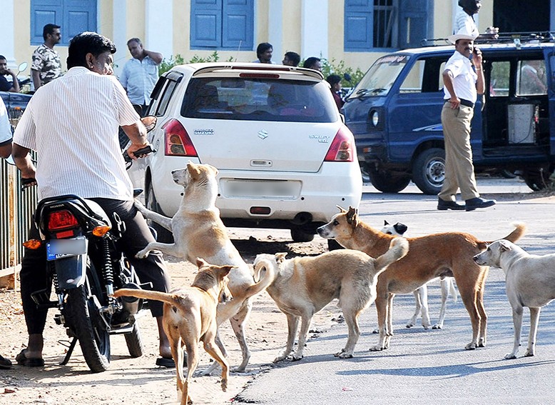 中国狂犬病防治真的走错路了？疫苗到底该给人打，还是给狗打？