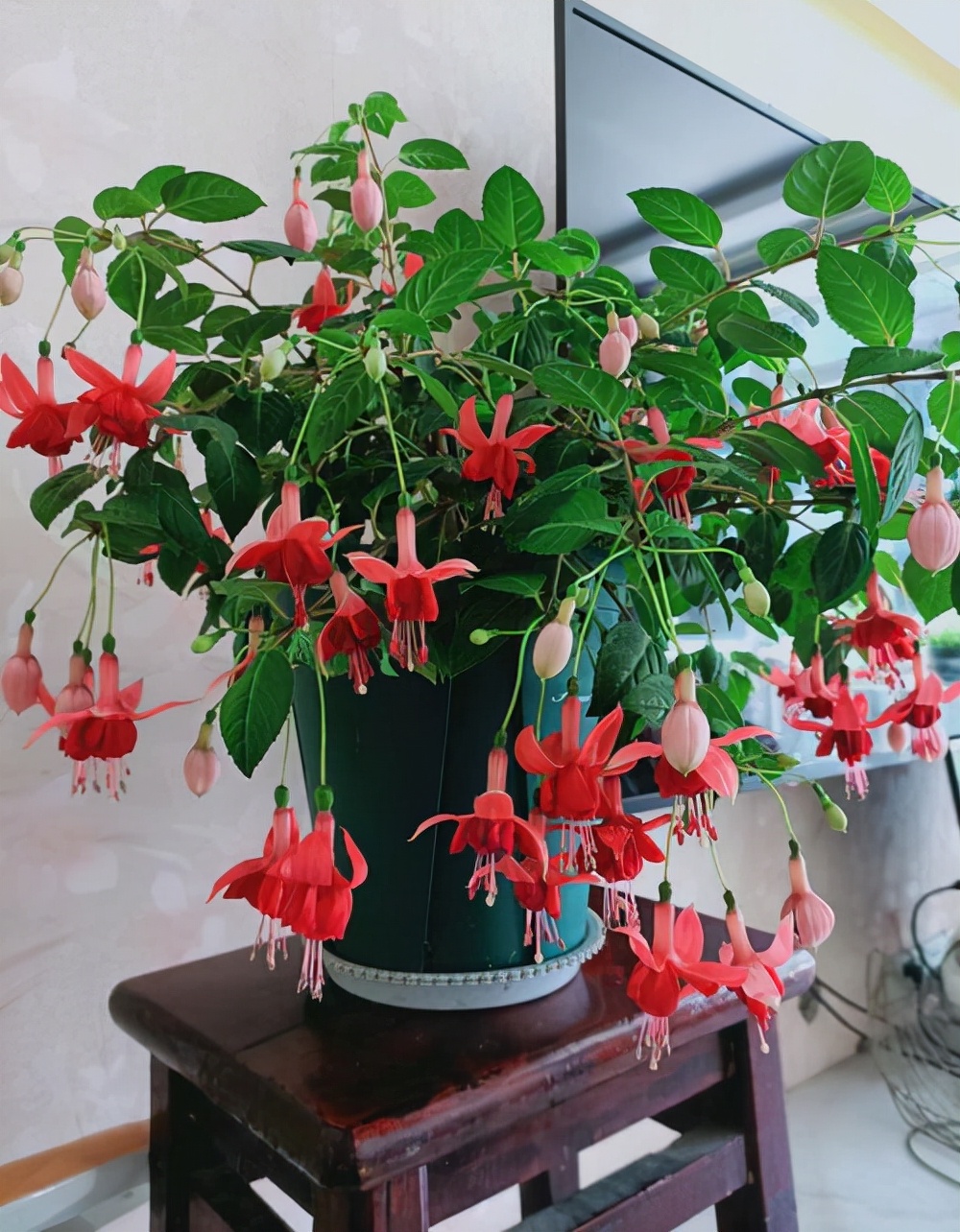 家里光照不足，建议养这10种“耐阴花”，有点散光就能长得很美