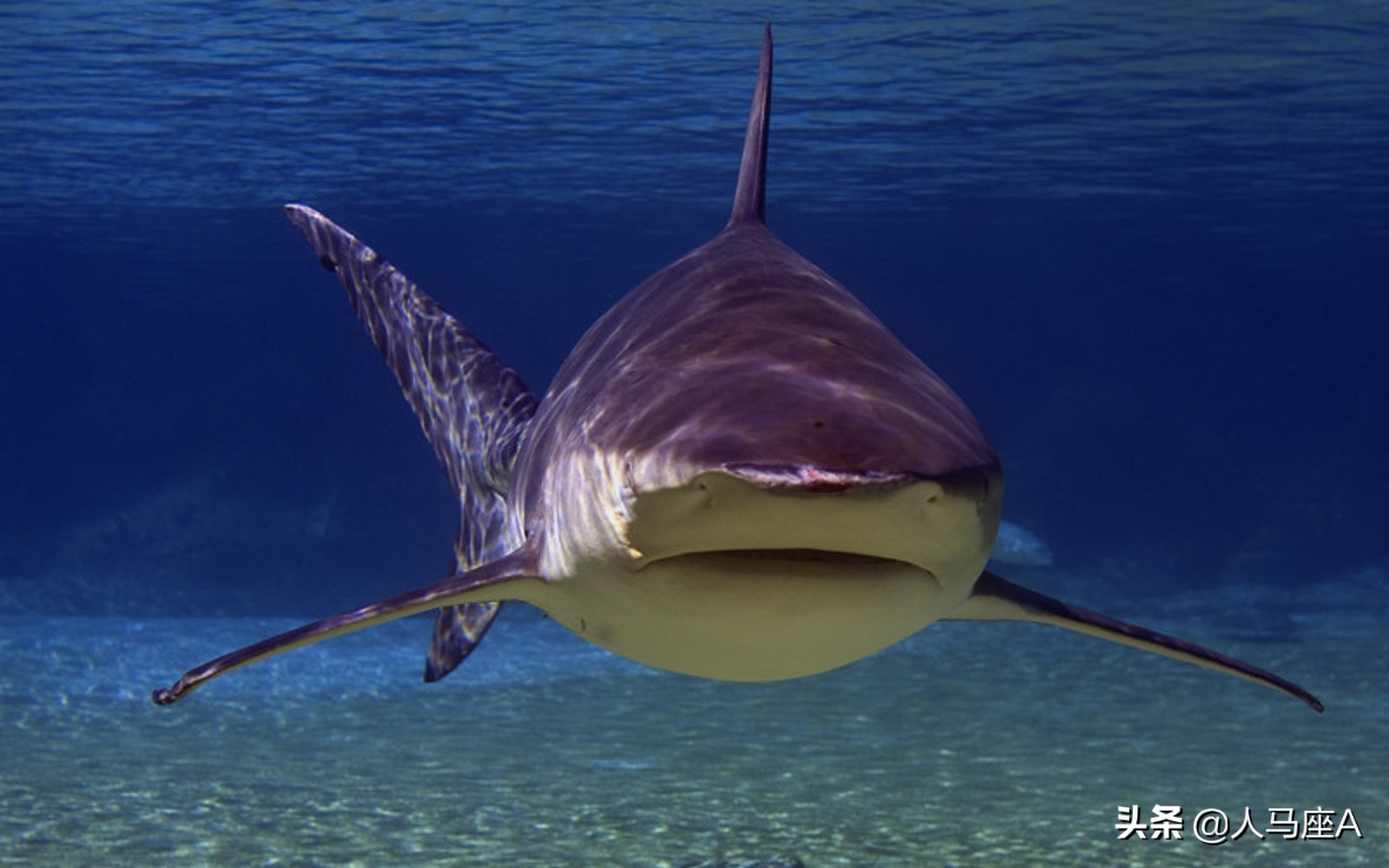 这里的鲨鱼有个响亮的名字——尼加拉瓜湖鲨