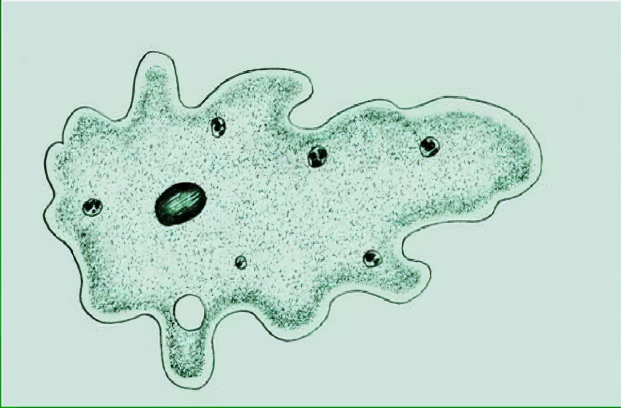 变形虫被誉为自然界中最简单的生命形态,还有科学家认为,它本身就是