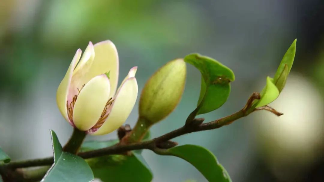 含笑花花語(含笑,一朵花,也許一千個人能聞出一千種味道|花名冊no.