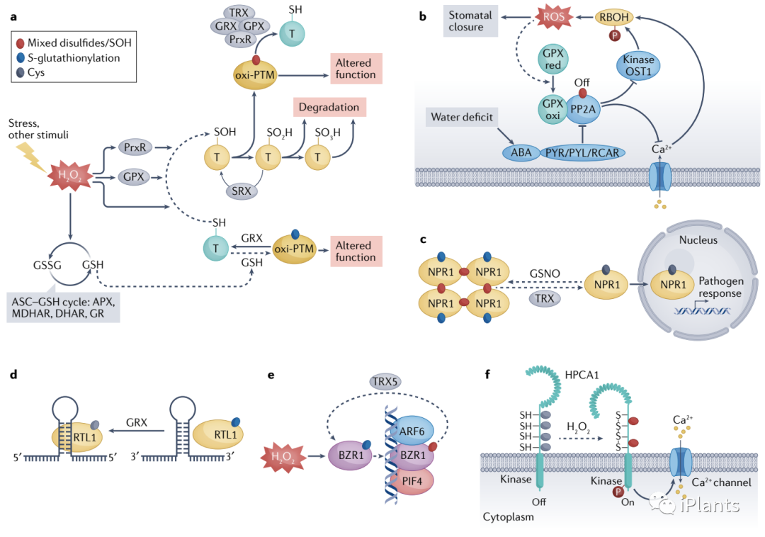 「NatureIF 113.9 」全面综述植物应激反应中 ROS 信号传导的研究进展