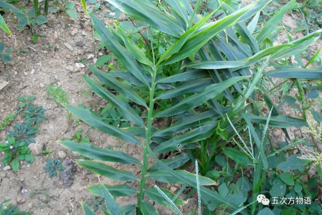 山姜的功效与作用(12种姜科的辛香料) - 行就行