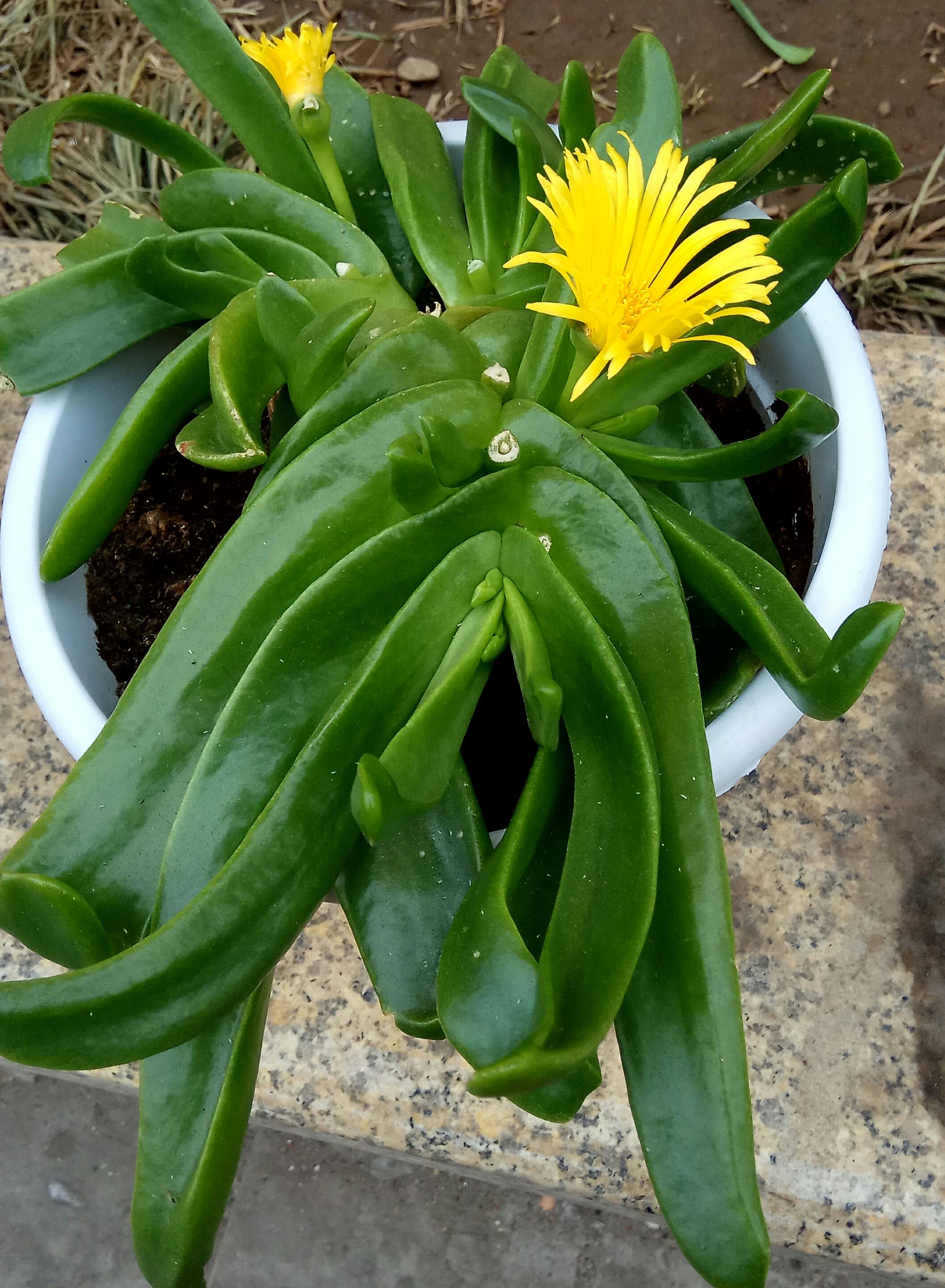 金虎仙人球（这八种植物虽丑但却十分吉利）