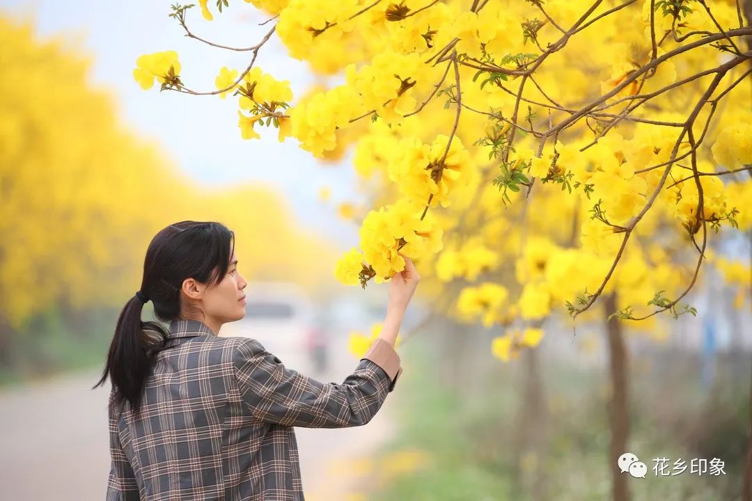 黄花风铃响，春天与你如期相见