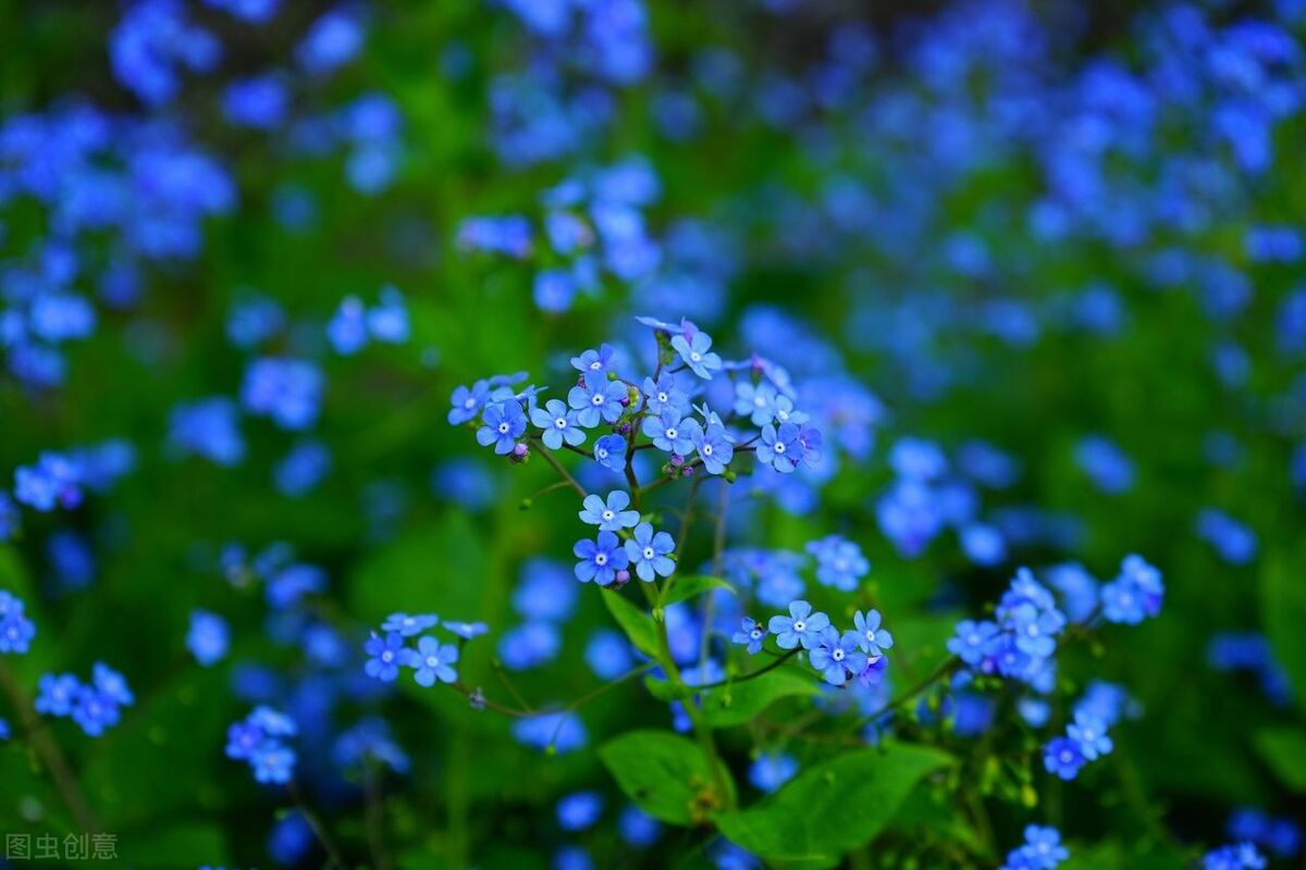 一生一世的温柔，只为你一人绽放，爱你如初，至死不渝。
