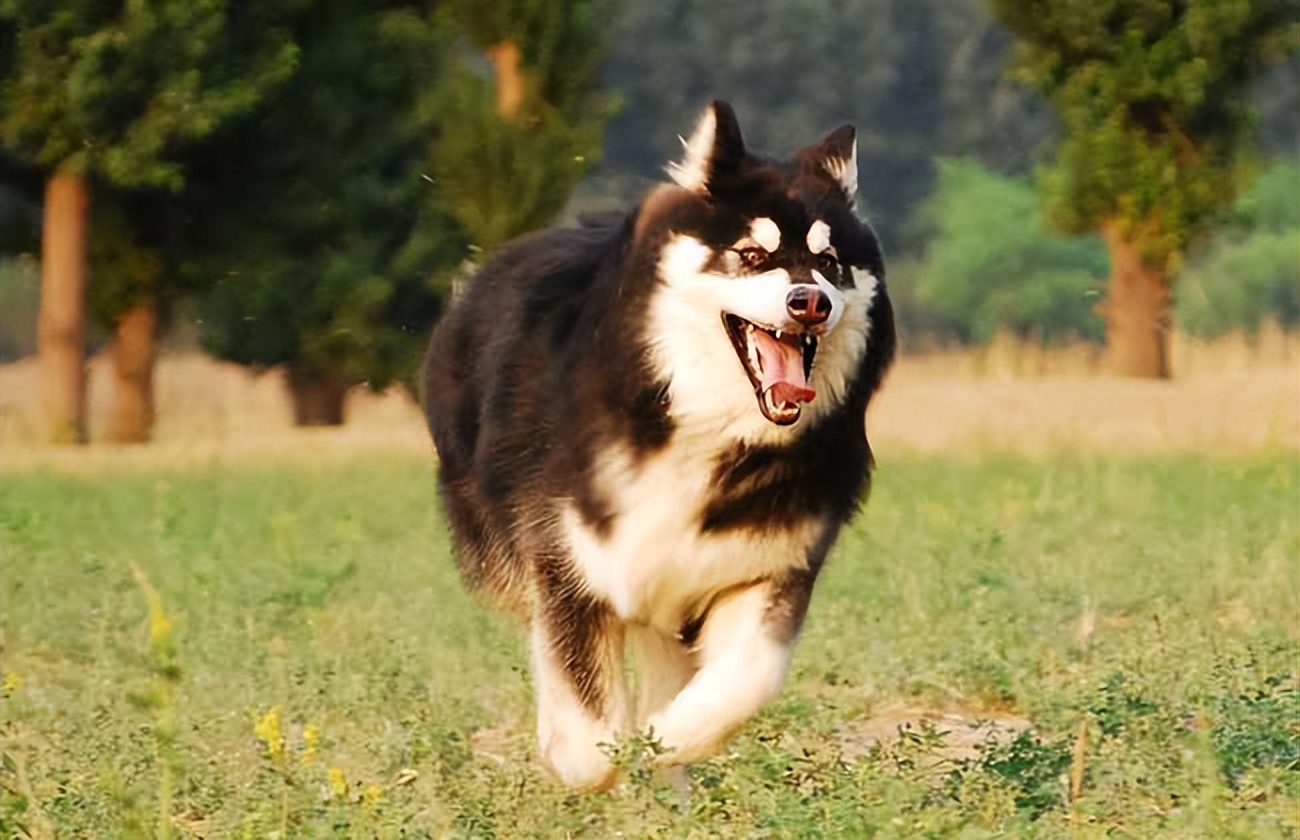 阿拉斯加犬的"好与坏",别说你养它那么久,还没看明白