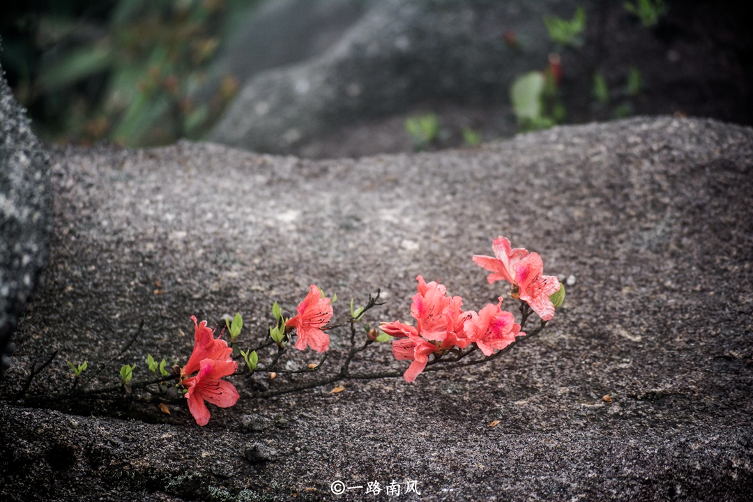 桂峰山在哪（被誉为后花园的广州郊区桂峰山）