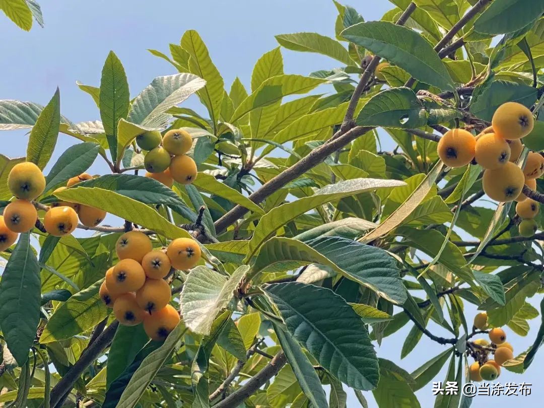 安徽当涂：大青山的枇杷熟了！
