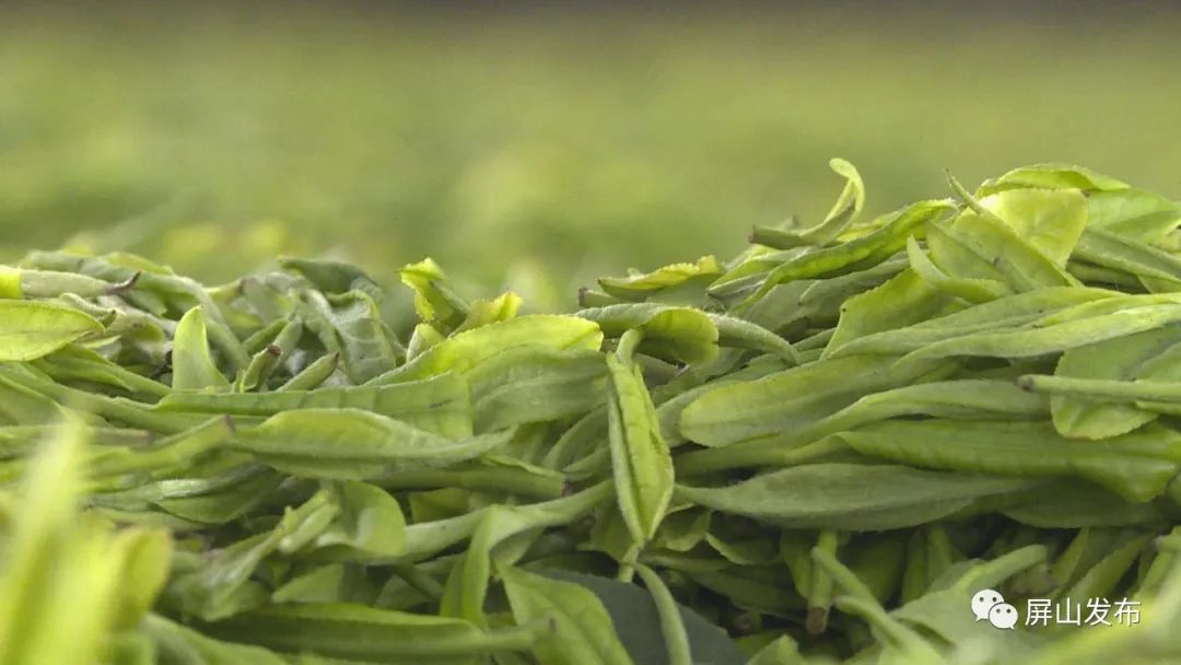 屏山县着力标准化建设助推茶叶产业高质量发展