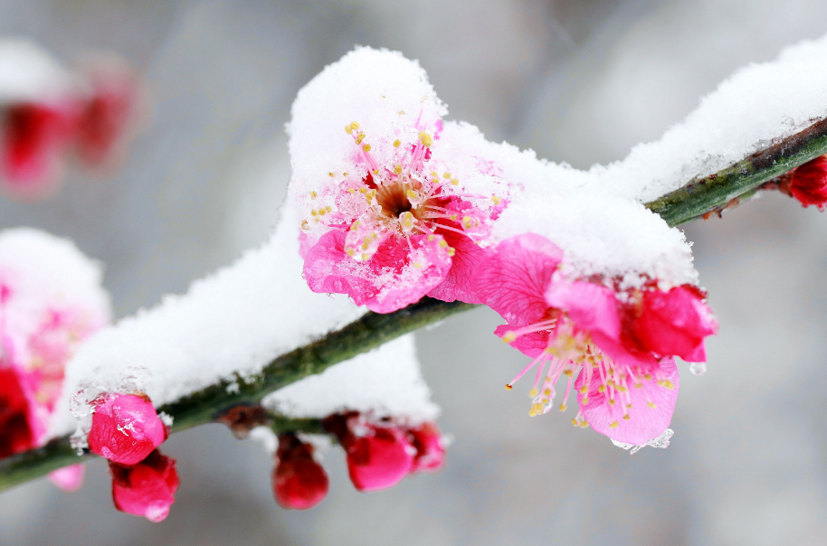 带冰雪的梅花盛开图片