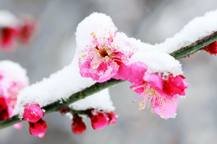 更须踏雪看梅花,十二首踏雪寻梅的诗词,看雪中梅花傲雪绽放