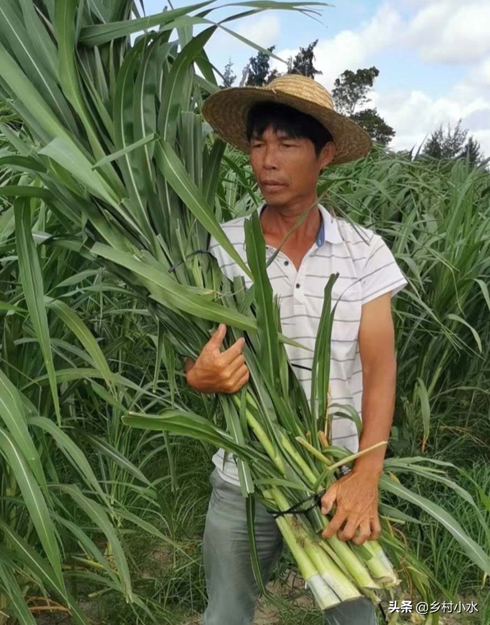 "金牧粮草"是多年生优质刈割型牧草,其具有营养丰富,适口性好,产量高
