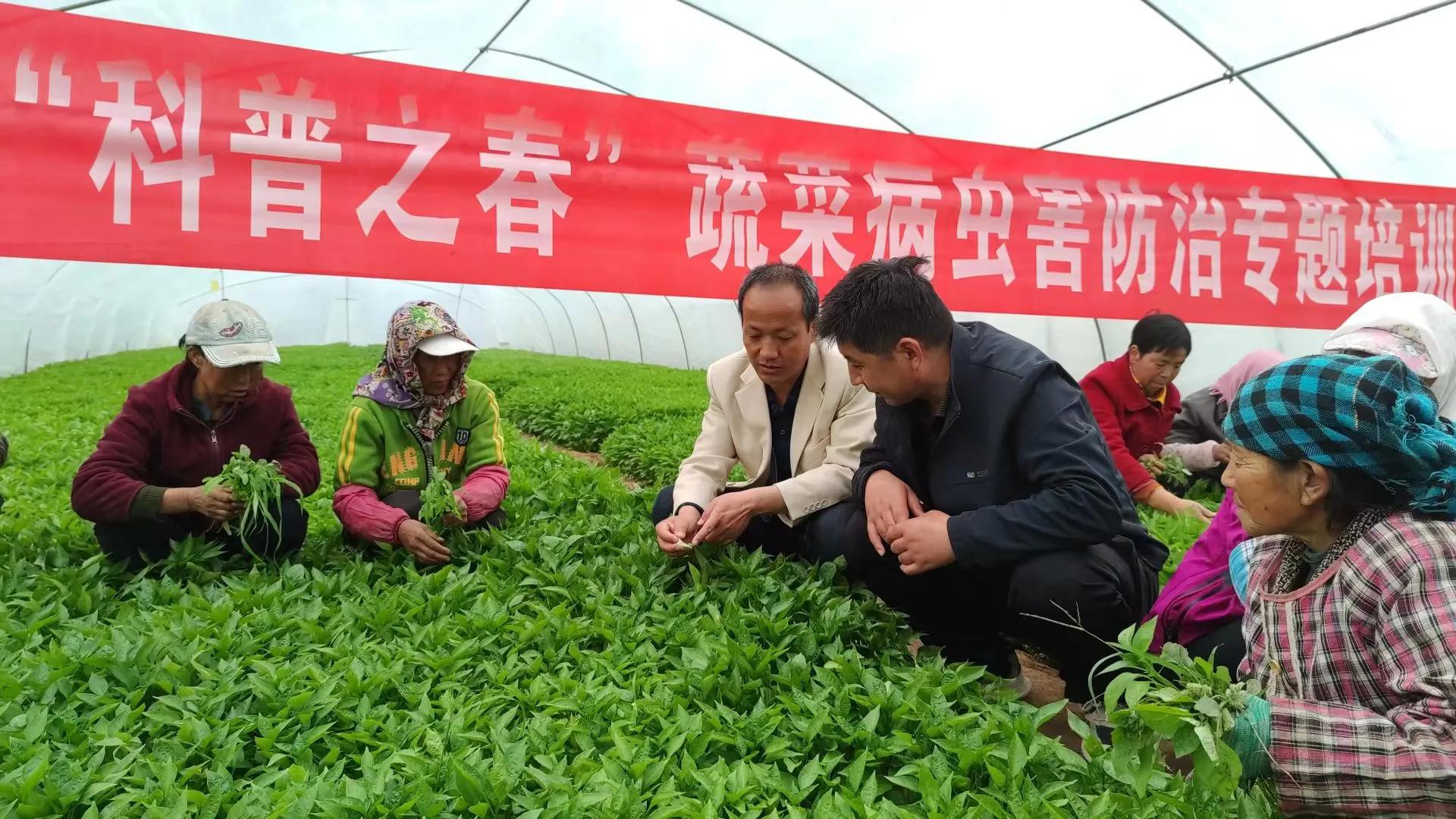 天水市區科協開展“科普之春”蔬菜種植技術培訓