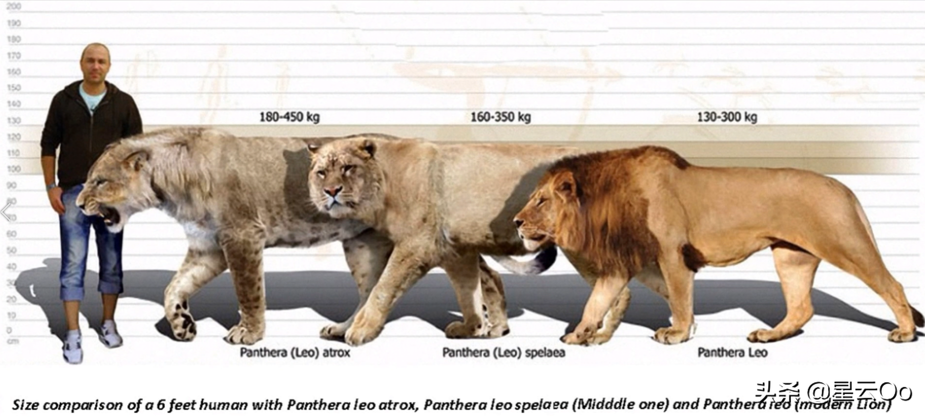 世界十大猛兽实力排名(曾称霸地球的10种巨兽,极其凶残,复活任何一种