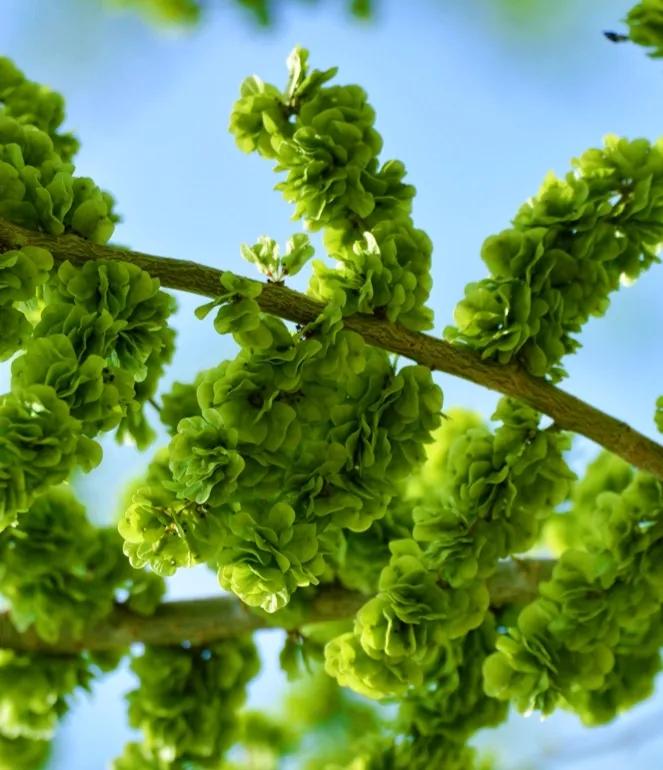 榆树除了上述特点,还有榆树的果实,也就是人们说的"榆钱儿",形状特别