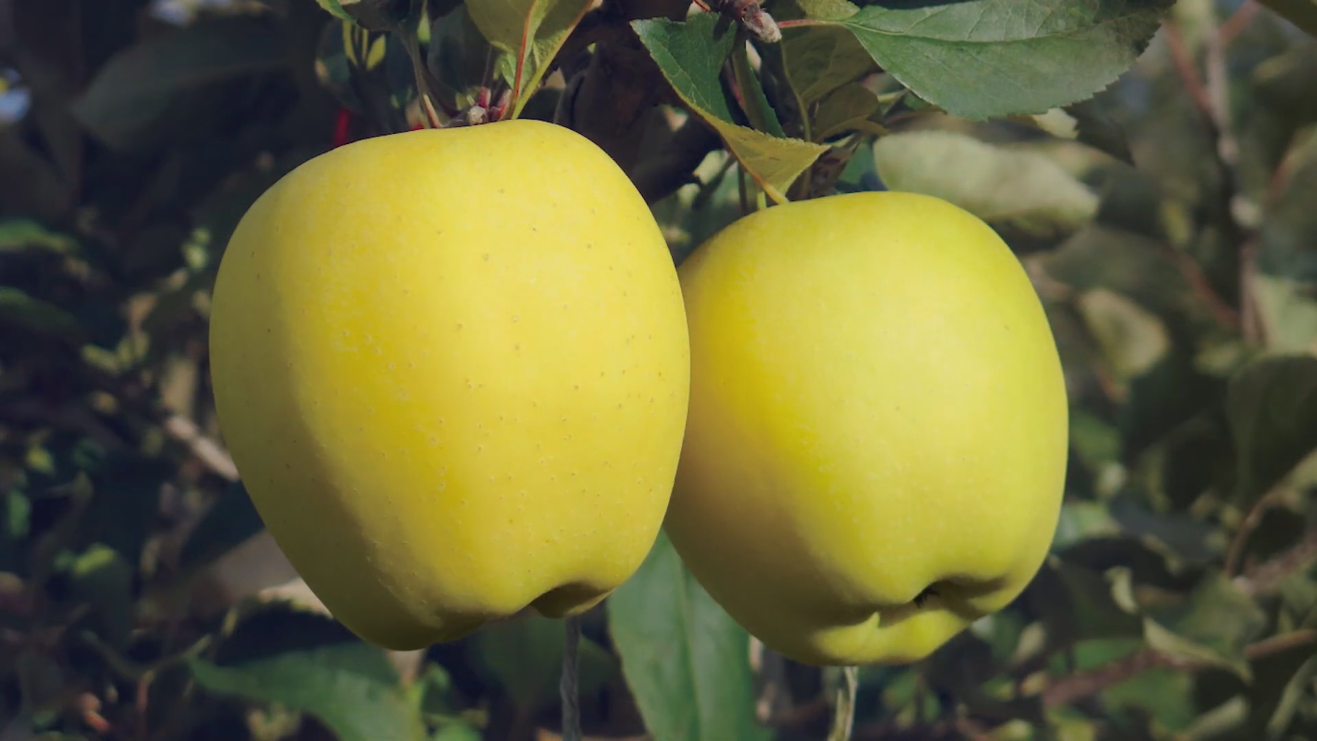 黄颜色的苹果是什么品种(科普关于黄苹果的小知识)