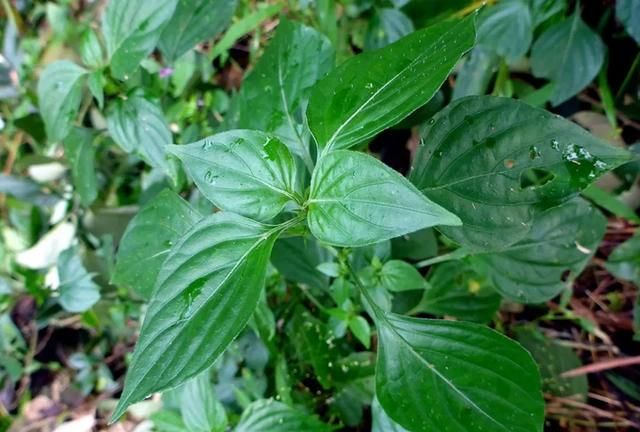 野菜有哪些（这100种野菜很常见也很美味）