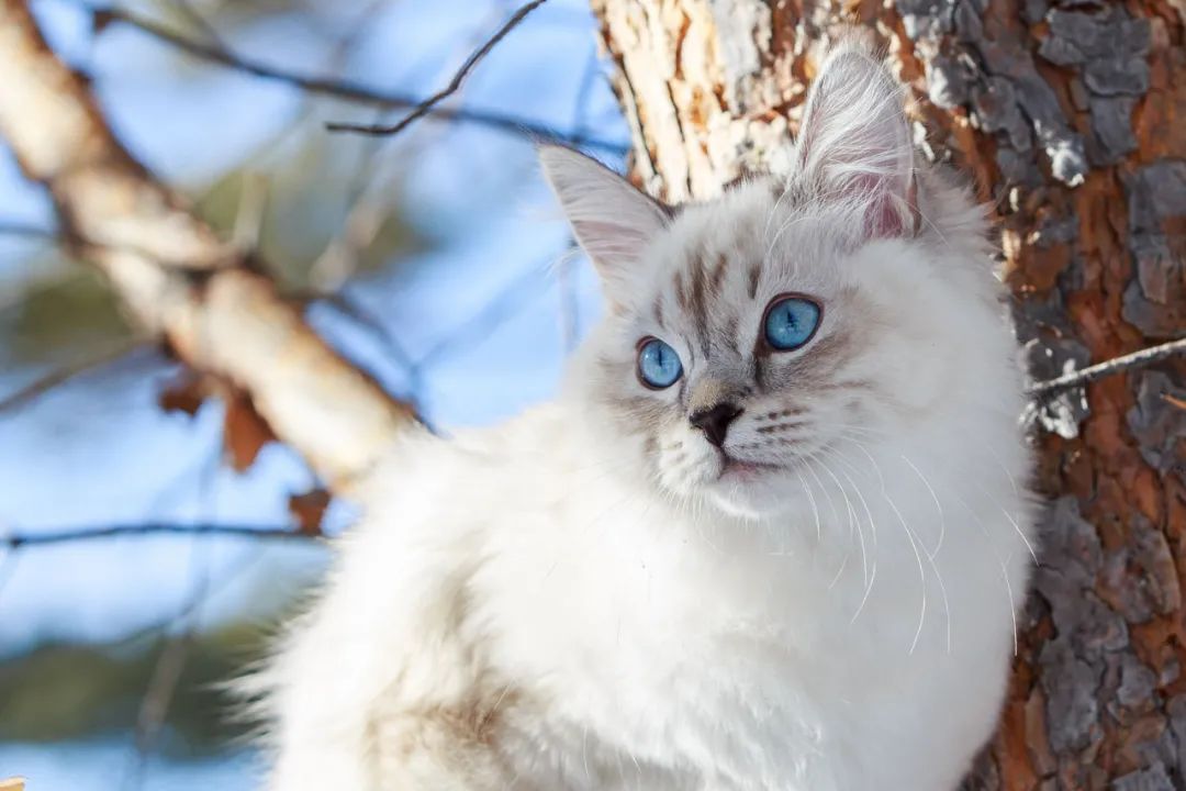 世界杯的猫图片(俄乌冲突，猫也要被连坐？)