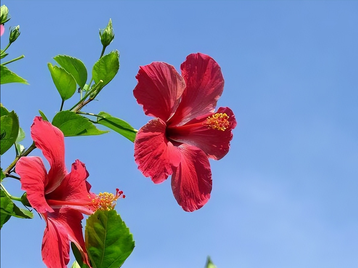 开红花的植物,6种"喜庆花",搬回家,红红火火