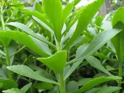 春菜救心菜,又名景天三七,如何栽培可搬上冬季的餐桌?