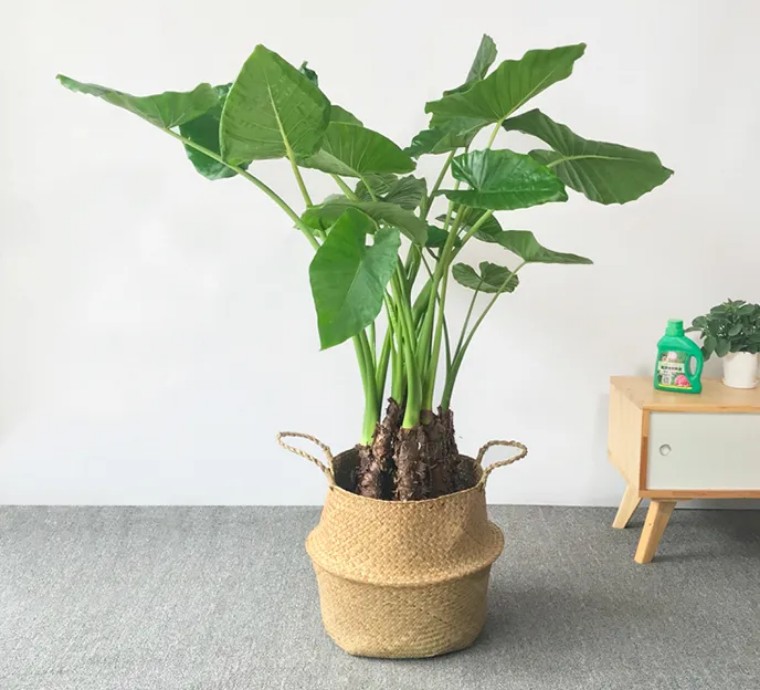 100种观叶植物 | no.13 滴水观音养护攻略