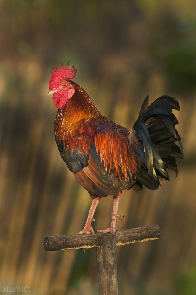 比喻鸡勤劳的句子_晶羽文学网