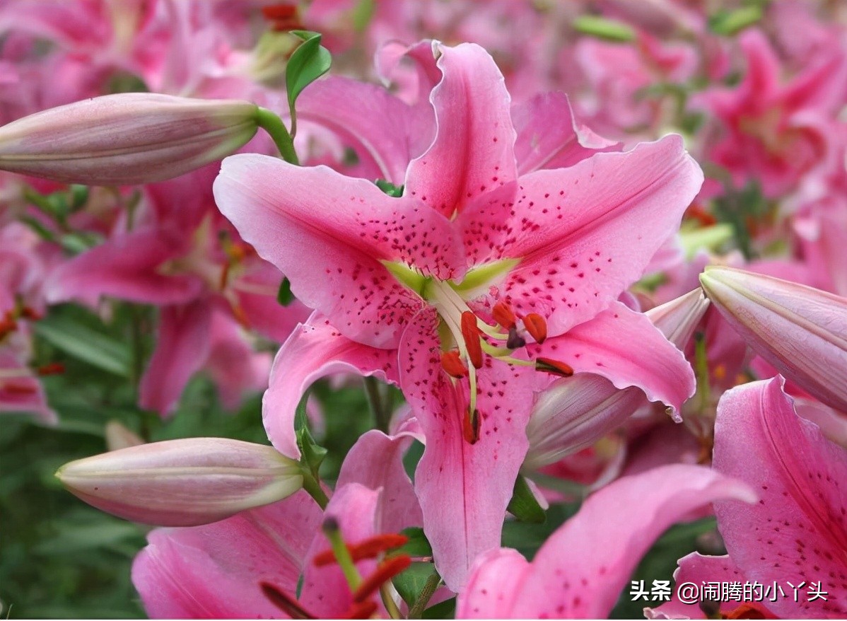 百合花的花语代表什么(百合花花语代表什么花语)