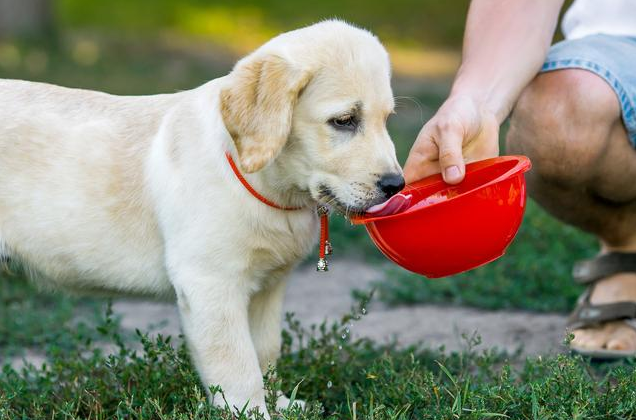 狗狗大量喝水,可能在给你信号,别傻傻不懂了