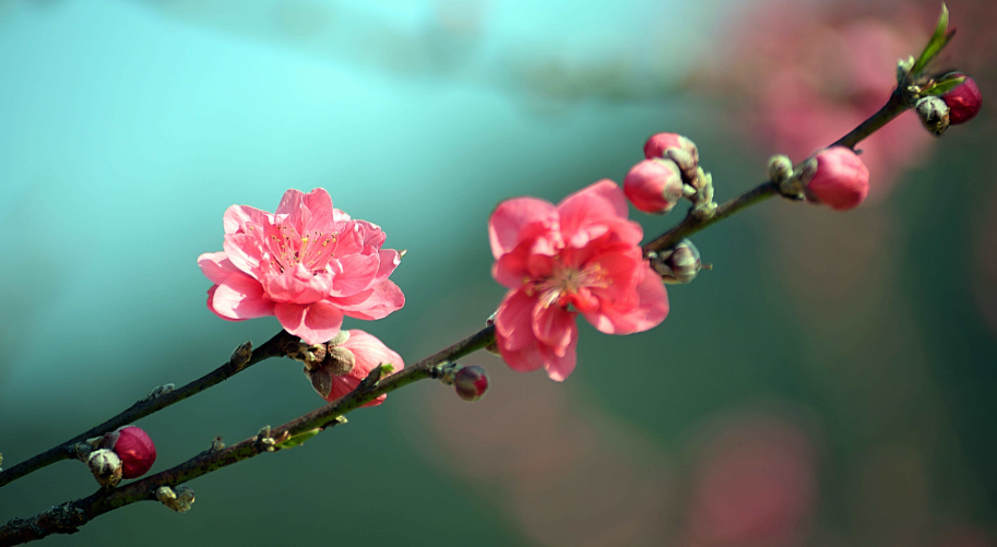 占断春光是此花，十二首桃花的诗词，在诗词中共赴一场桃花之约