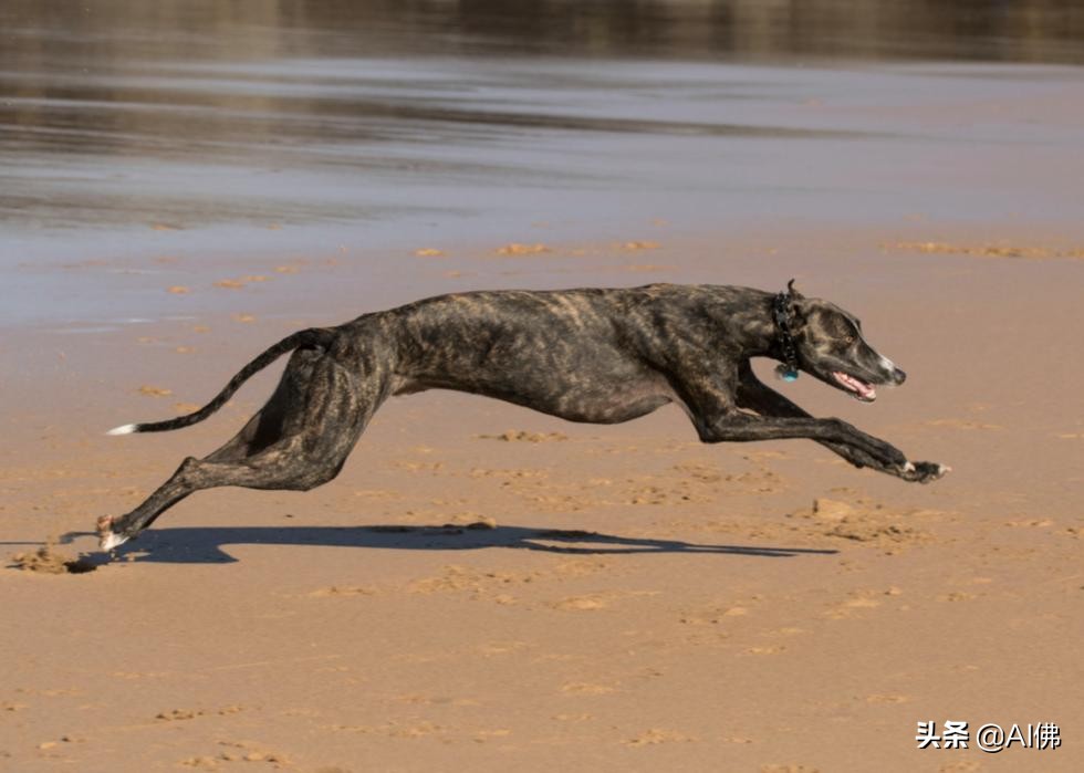 世界上跑得最快的狗